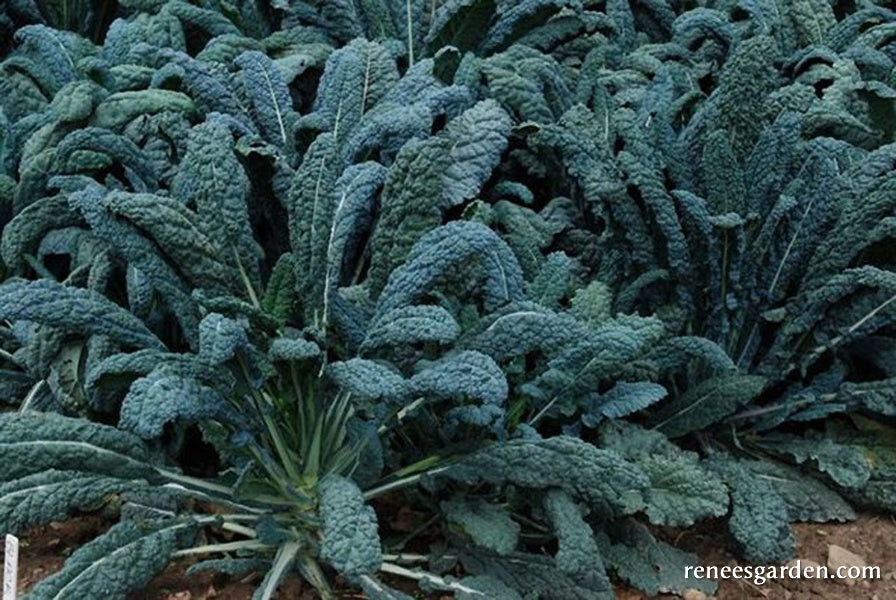 Organic Kale Lacinato "Dinosaur" - Renee's Garden