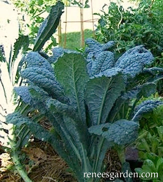 Organic Kale Lacinato "Dinosaur" - Renee's Garden