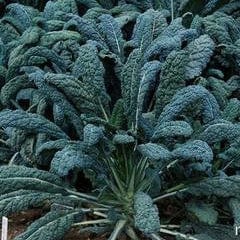 Kale Lacinato - Renee's Garden