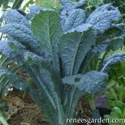 Kale Lacinato - Renee's Garden