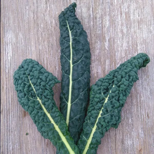 Kale Lacinato - Saanich Organics Seeds