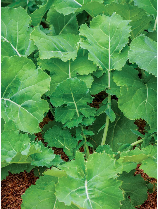 Kale Premier - Burpee Seeds