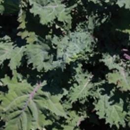 Kale Red Russian - Aimer's Organic Seeds