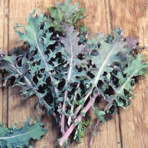 Kale Red Russian - Aimer's Organic Seeds