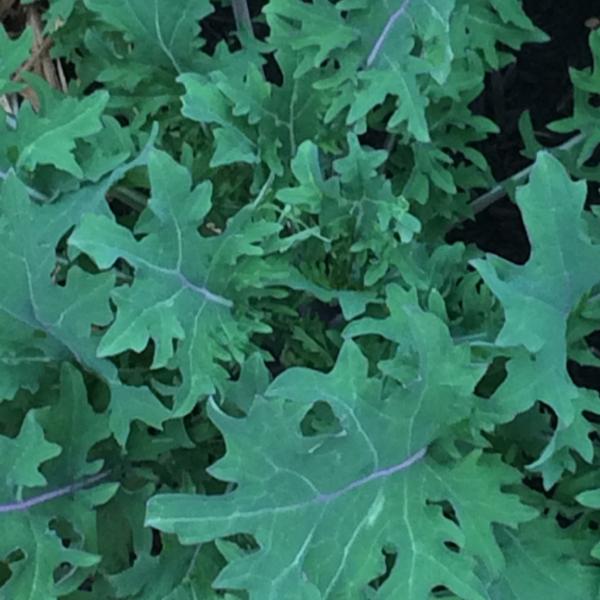 Kale Red Russian - Good Earth Farms