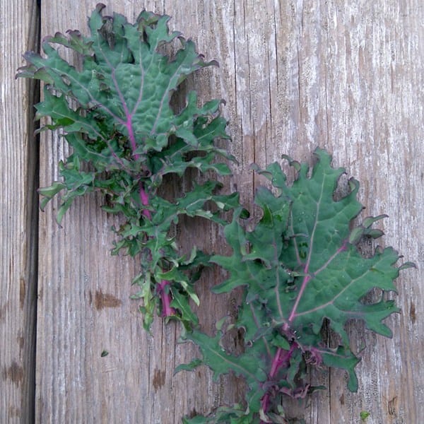 Kale Red Russian - Saanich Organics