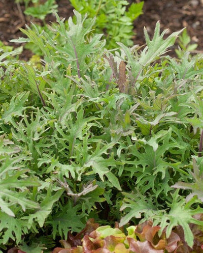 Kale Red Russian - West Coast Seeds