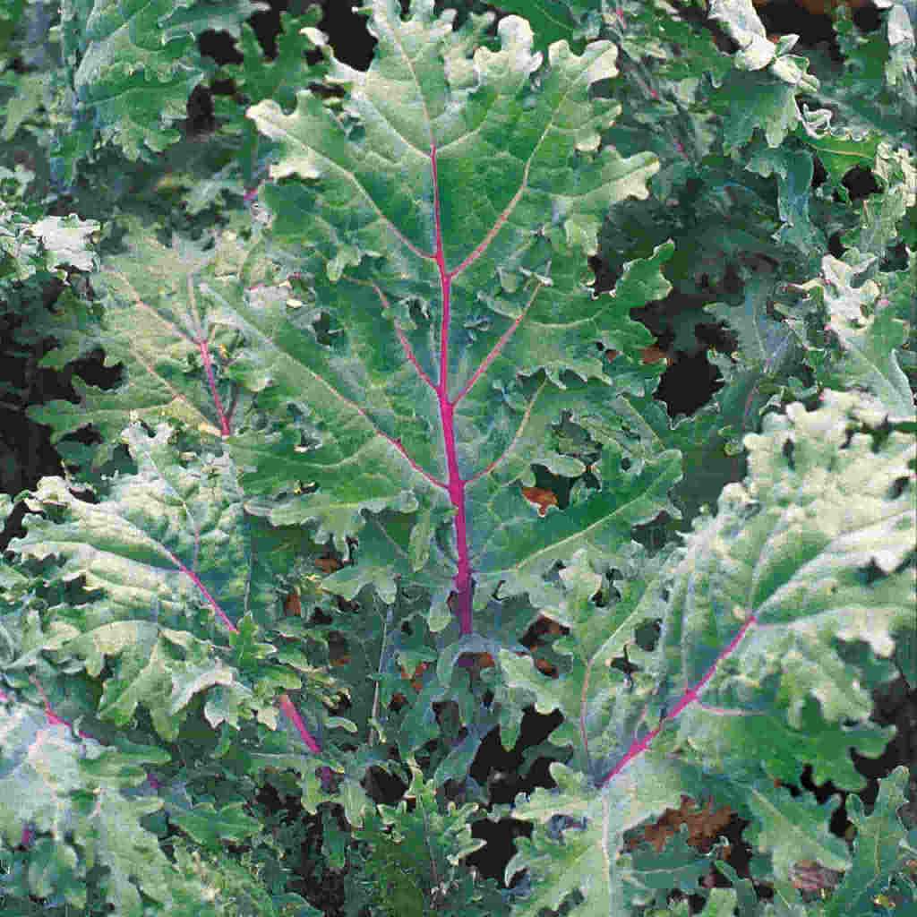 Kale Red & White Russian, Sow Easy - McKenzie Seeds