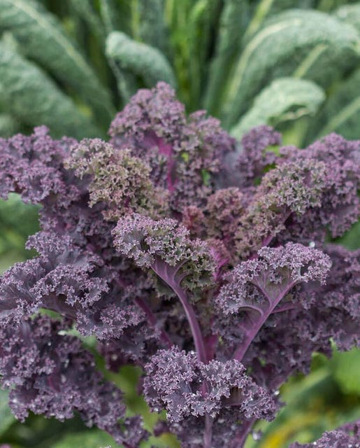 Kale Redbor - West Coast Seeds