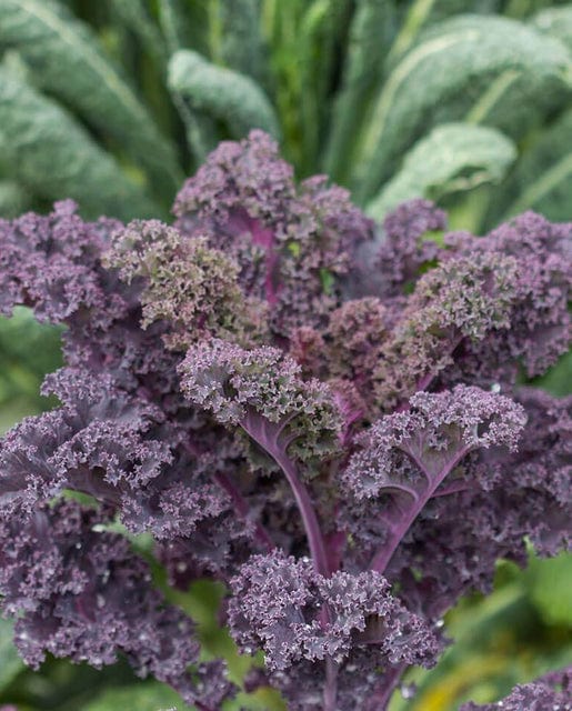 Kale Scarlet - West Coast Seeds
