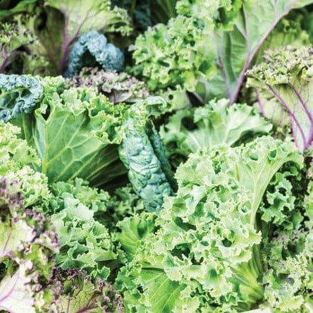 Kale Summer Blend - West Coast Seeds