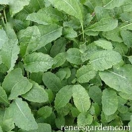 Kale Tuscan Baby Leaf - Renee's Garden