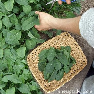 Kale Tuscan Baby Leaf - Renee's Garden