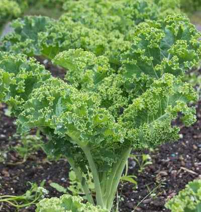 Kale Winterbor - West Coast Seeds