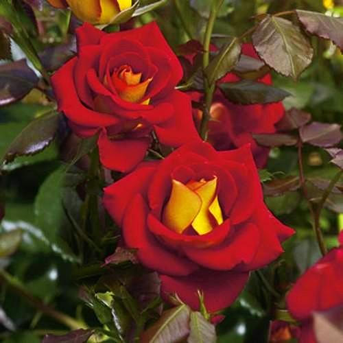 Ketchup & Mustard - Weeks Rose