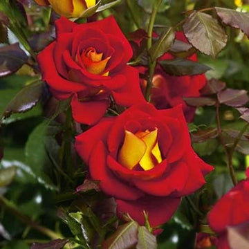 Ketchup & Mustard - Weeks Rose