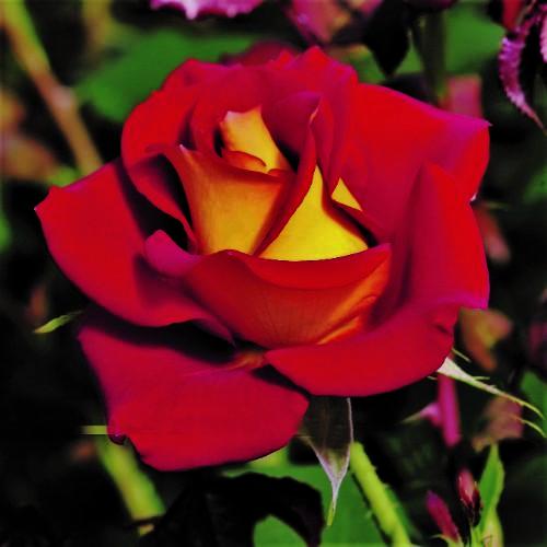 Ketchup & Mustard - Weeks Rose