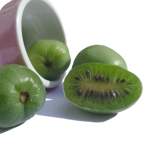 Kiwi - Issai