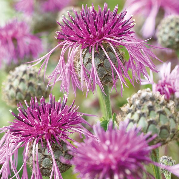 Knapweed Greater - Mr. Fothergill's