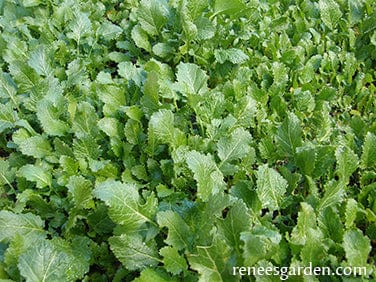 Kodiak Mustard Cover Crop For Soil Building BONUS - Renee's Garden