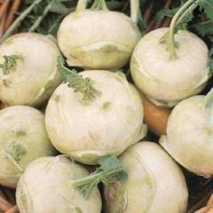 Kohl Rabi Early White Vienna - McKenzie Seeds