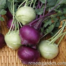 Kohlrabi Crispy Colors Duo - Renee's Garden Seeds