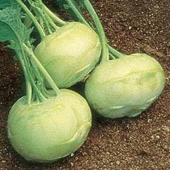 Kohlrabi Early White Vienna - Burpee Seeds