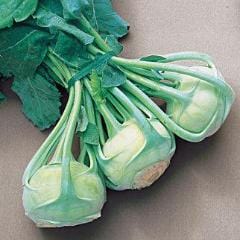 Kohlrabi Early White Vienna - Burpee Seeds