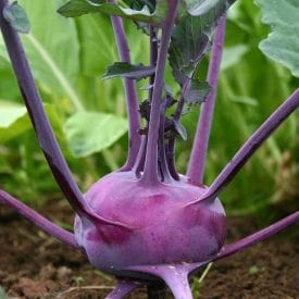 Kohlrabi Purple Vienna - Ontario Seed Company