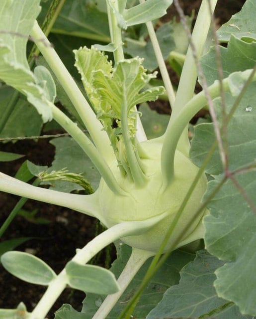 Kohlrabi Superschmeltz - West Coast Seeds