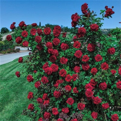 Lady in Red - Weeks Rose