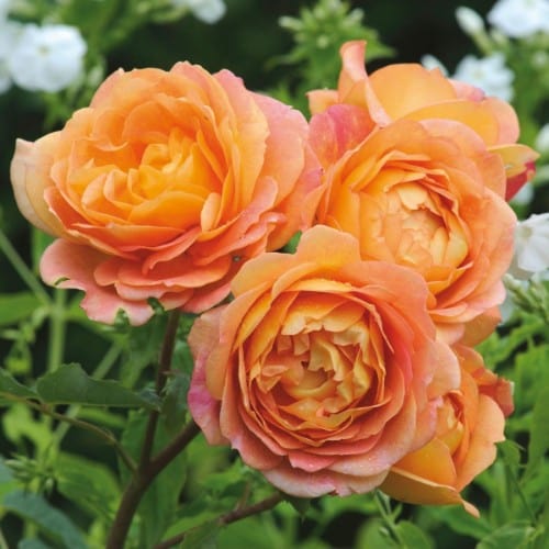 Lady of Shalott - David Austin Rose orange yellow