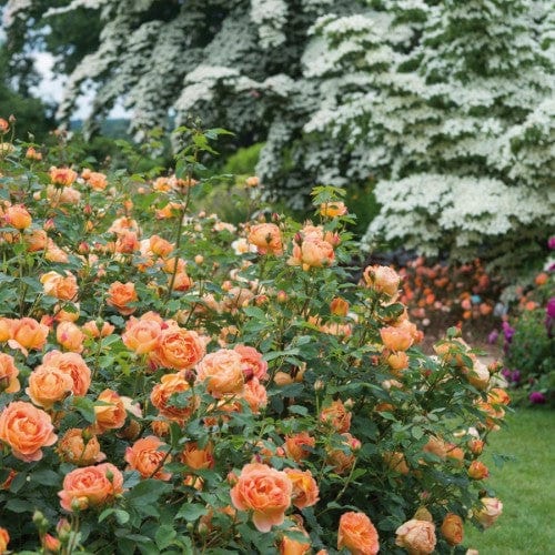 Lady of Shalott - David Austin Rose orange yellow