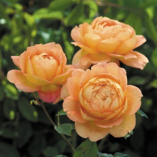 Lady of Shalott - David Austin Rose orange yellow