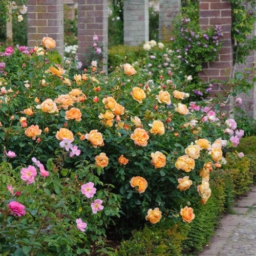 Lady of Shalott - David Austin Rose orange yellow