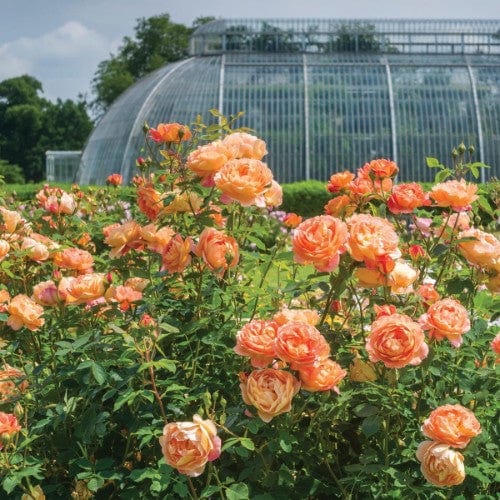 Lady of Shalott - David Austin Rose orange yellow