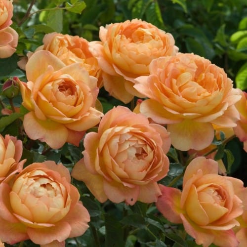 Lady of Shalott - David Austin Rose orange yellow