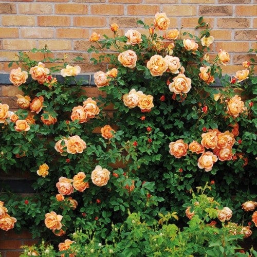 Lady of Shalott - David Austin Rose orange yellow