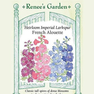 Larkspur French Alouette - Renee's Garden Seeds