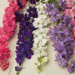 Larkspur French Alouette - Renee's Garden Seeds