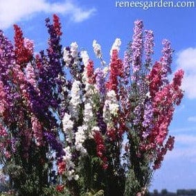 Larkspur French Alouette - Renee's Garden Seeds