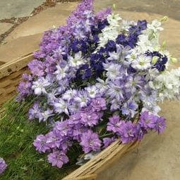 Larkspur Singing The Blues - Renee's Garden