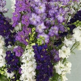 Larkspur Singing The Blues - Renee's Garden