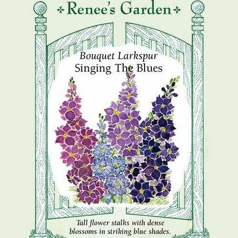 Larkspur Singing The Blues - Renee's Garden