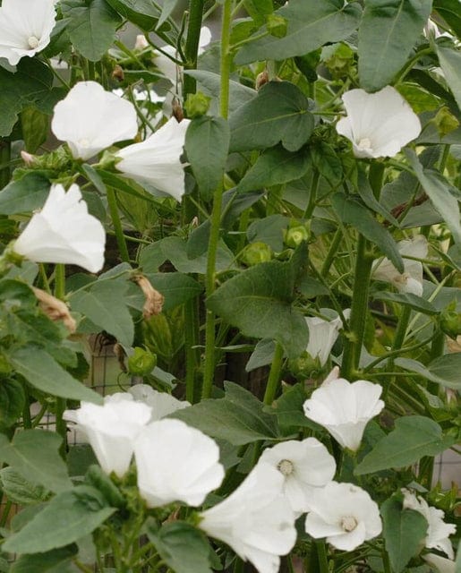 Lavatera Mont Blanc - West Coast Seeds