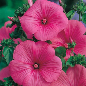 Lavatera Ruby - Mr. Fothergill's Seeds