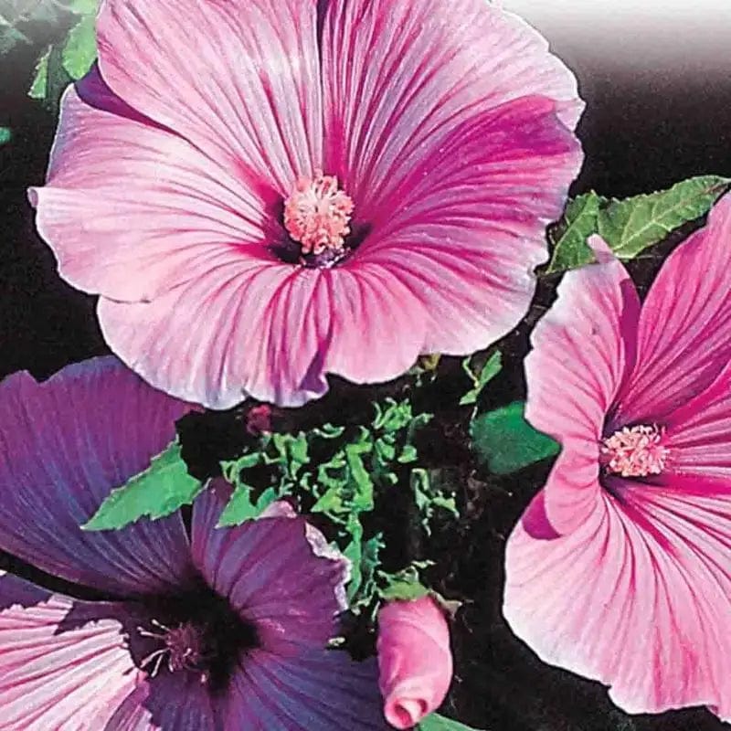 Lavatera Silvercup - McKenzie Seeds