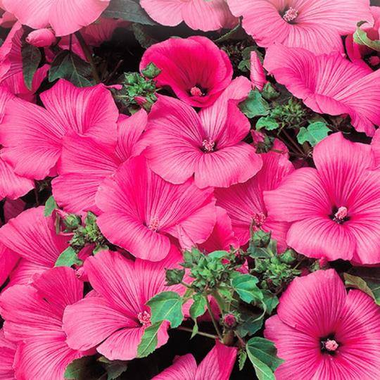 Lavatera Twins Hot Pink - McKenzie Seeds