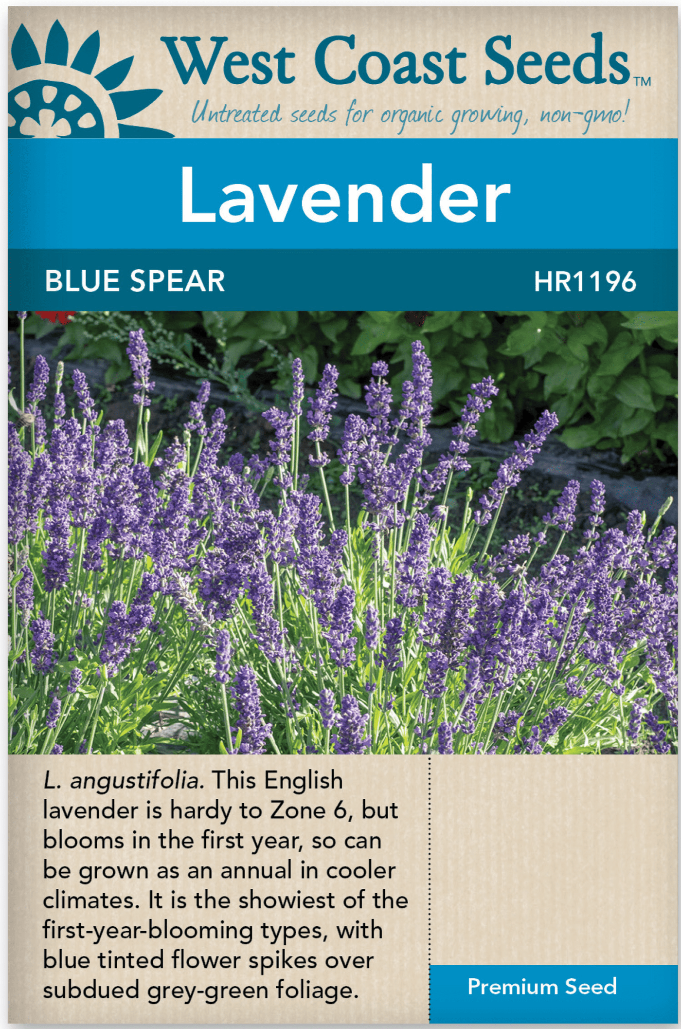 Lavender Blue Spear - West Coast Seeds