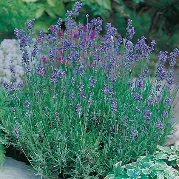 Lavender Dwarf Munstead - Mr. Fothergill's Seeds